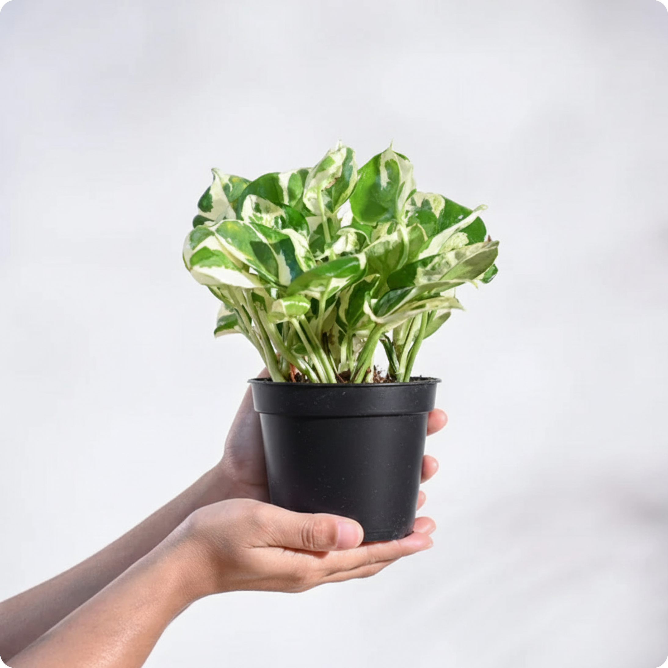 Money Plant N'Joy