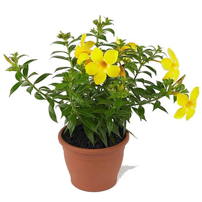 Allamanda Yellow Creeper