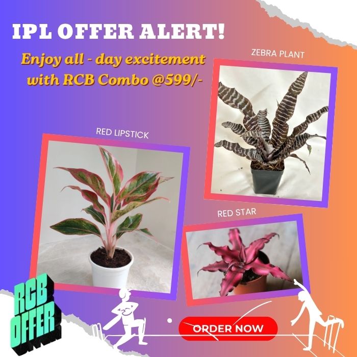 RCB Combo