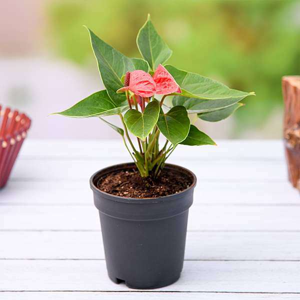 Anthurium