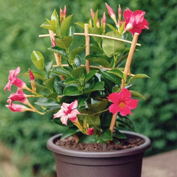 Mandevilla Pink