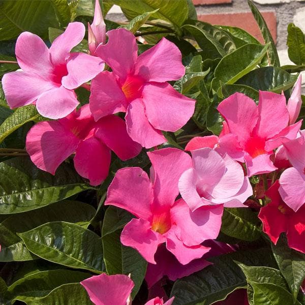 Mandevilla Pink