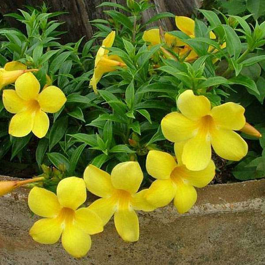 Allamanda Yellow Creeper