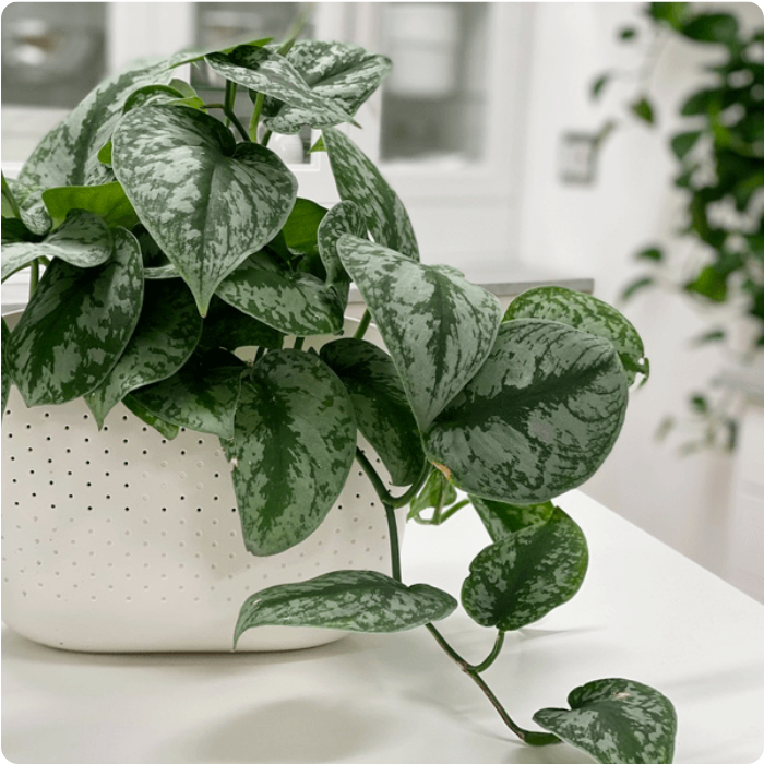 Satin Money Plant
