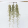 Spanish Moss