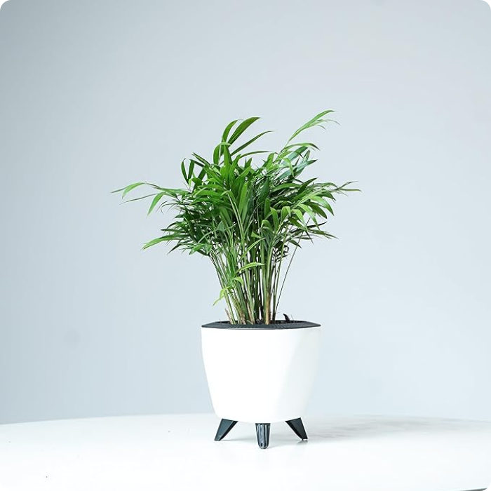 Lagonz-Self water pots