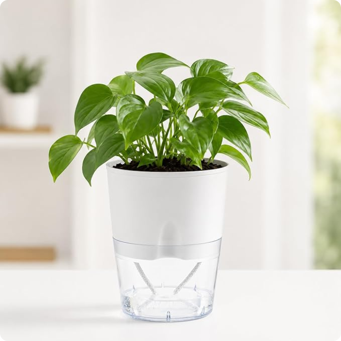 Garden Self water pots
