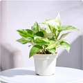 Marble Money Plant