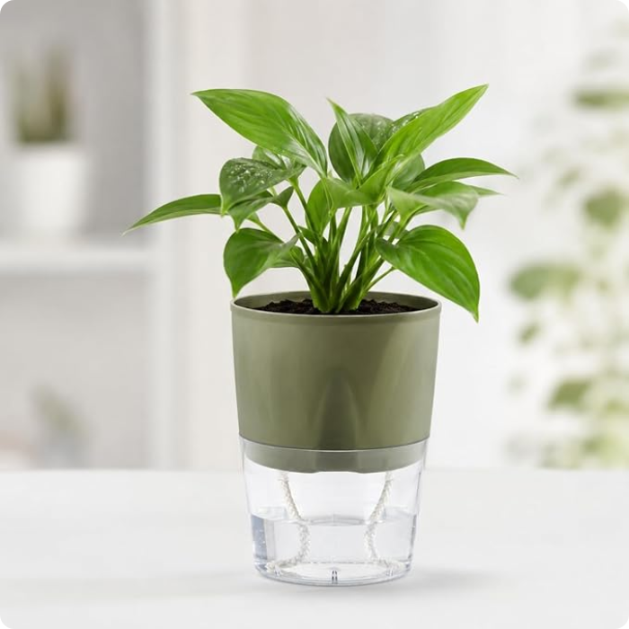 Garden Self water pots
