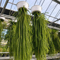 Lycopodium