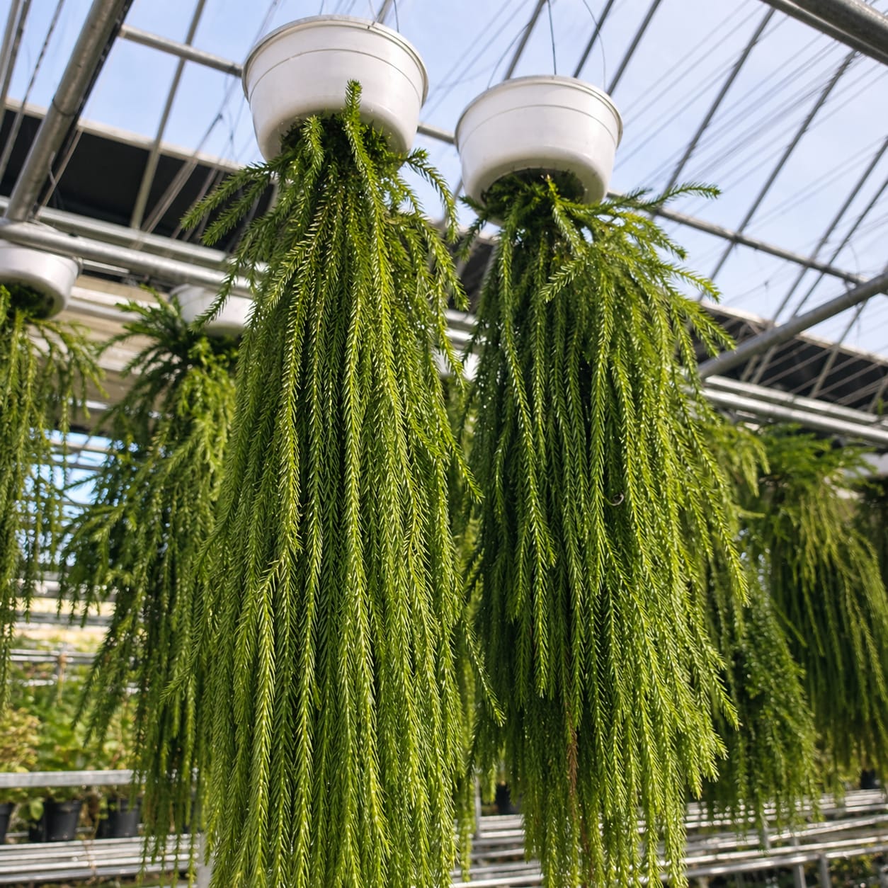 Lycopodium